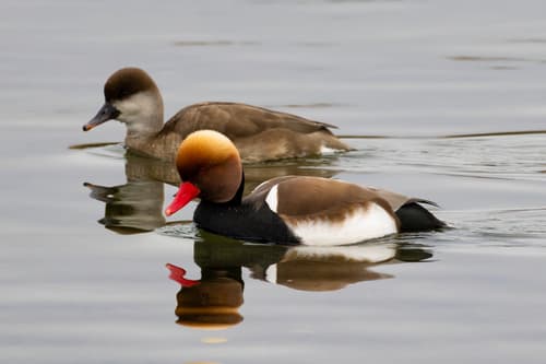 Red-crested Pochard