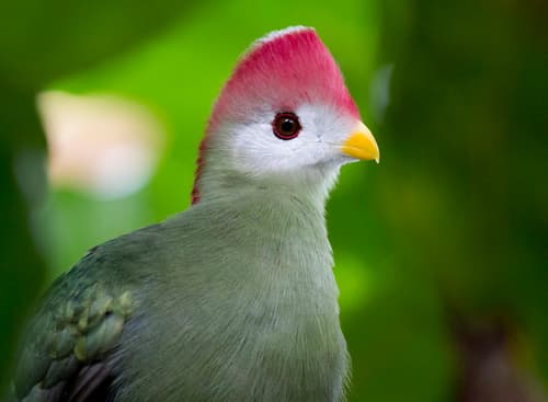 Red-crested Turaco