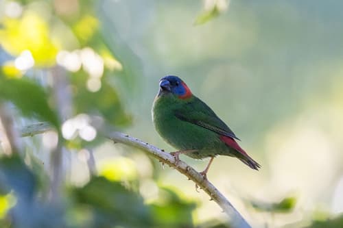 Red-eared Parrotfinch