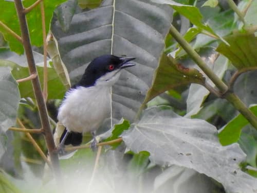 Red-eyed Puffback