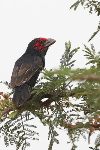 Red-faced Barbet