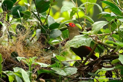 Red-faced Crimsonwing