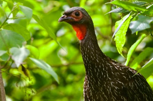 Red-faced Guan