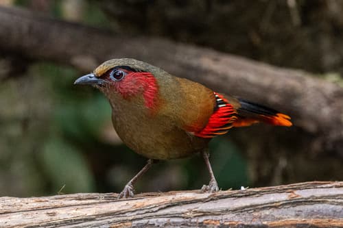 Red-faced Liocichla