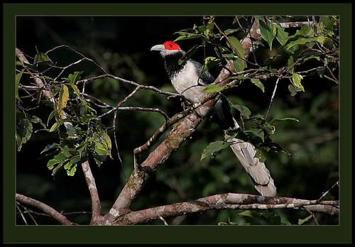 Red-faced Malkoha