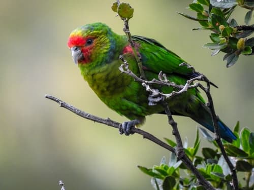 Red-faced Parrot