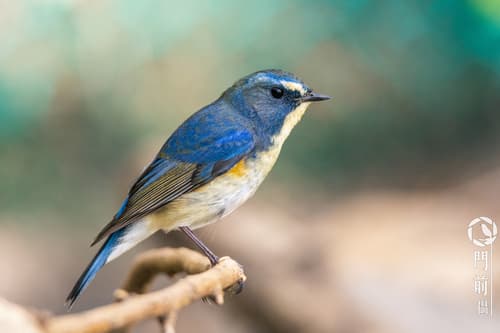 Red-flanked Bluetail