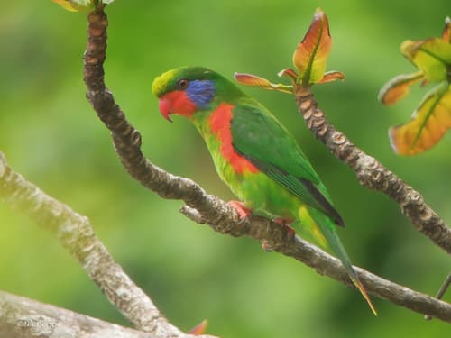 Red-flanked Lorikeet