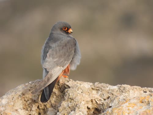 Red-footed Falcon