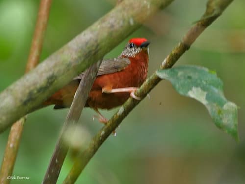 Red-fronted Antpecker
