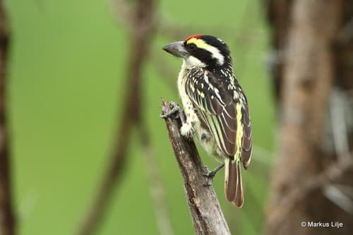 Red-fronted Barbet