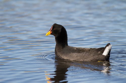 Red-fronted Coot