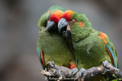 Red-fronted Macaw