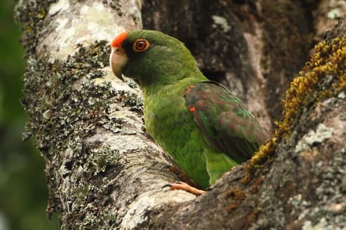 Red-fronted Parrot