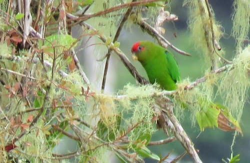 Red-fronted Parrotlet