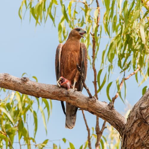 Red Goshawk