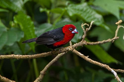 Red-headed Bluebill