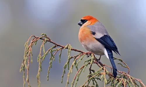Red-headed Bullfinch