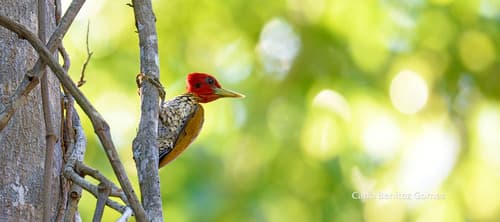 Red-headed Flameback