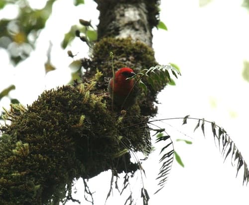 Red-headed Fody