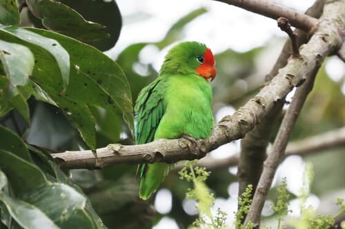 Red-headed Lovebird