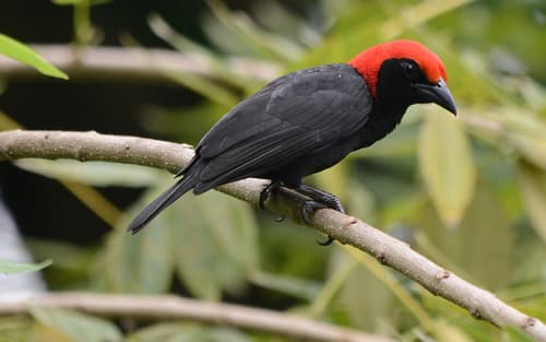 Red-headed Malimbe