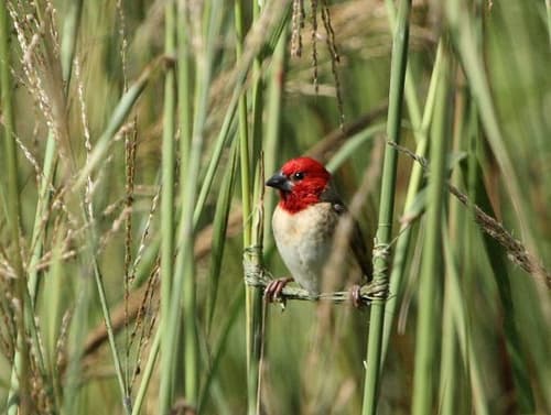 Red-headed Quelea