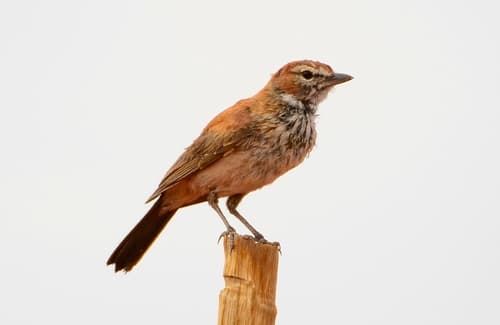 Red Lark