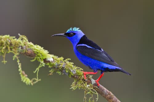 Red-legged Honeycreeper