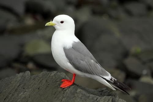 Red-legged Kittiwake
