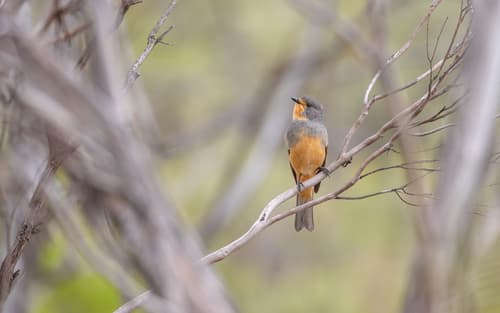 Red-lored Whistler