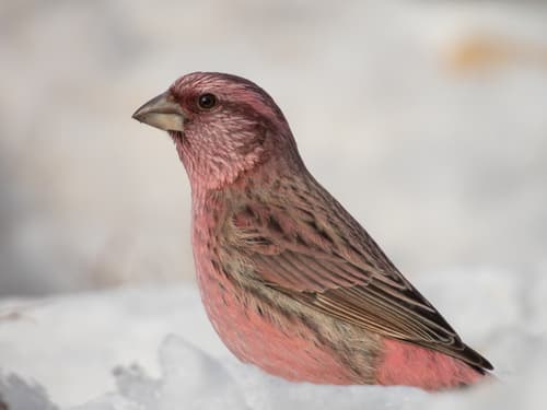 Red-mantled Rosefinch