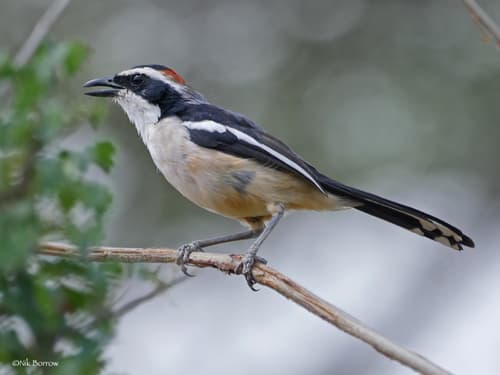 Red-naped Bushshrike