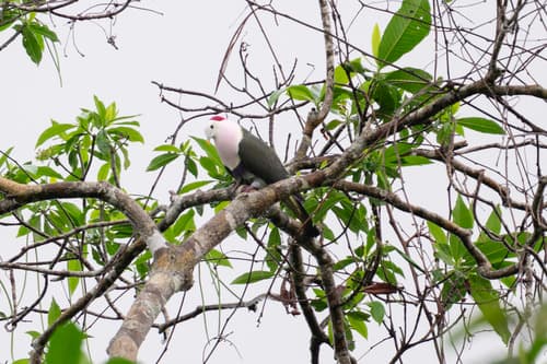 Red-naped Fruit Dove