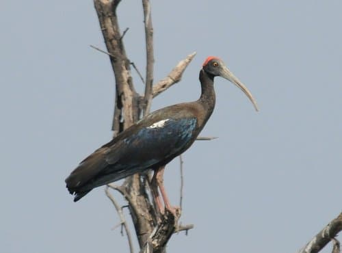 Red-naped Ibis