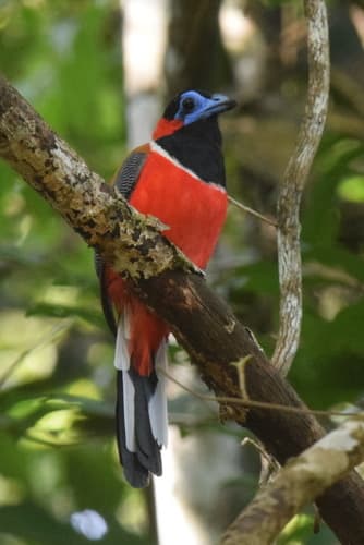 Red-naped Trogon
