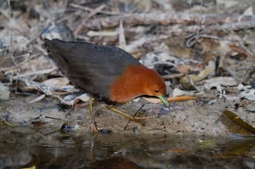 Red-necked Crake