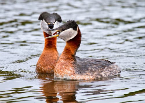 Red-necked Grebe
