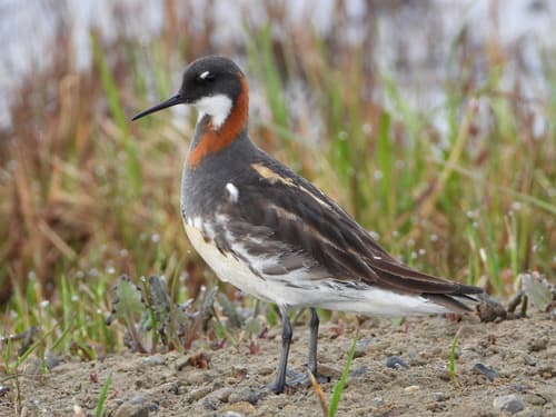 Red-necked Phalarope