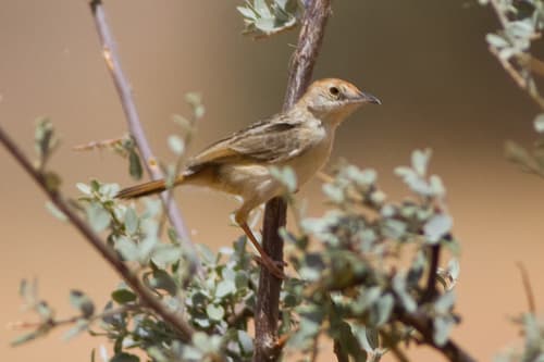Red-pate Cisticola