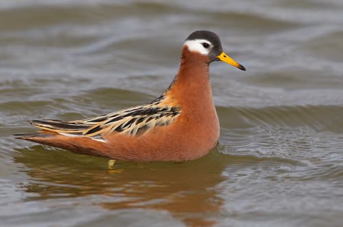 Red Phalarope
