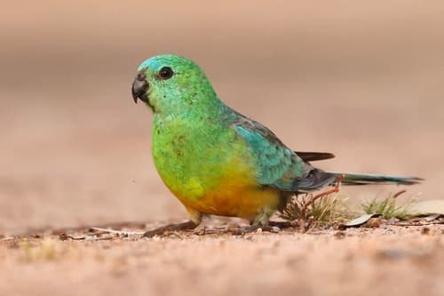 Red-rumped Parrot