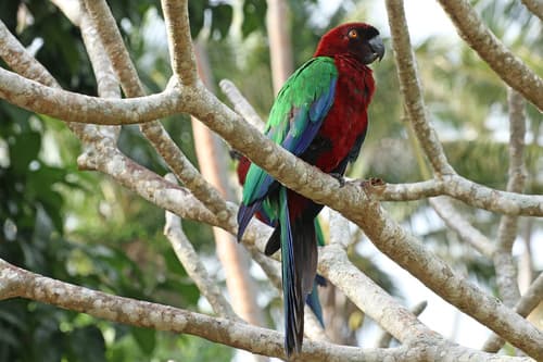 Red Shining-Parrot