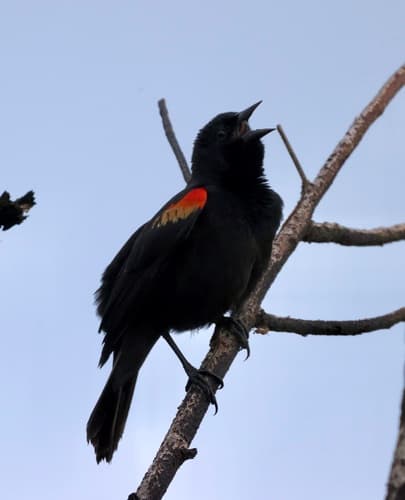 Red-shouldered Blackbird