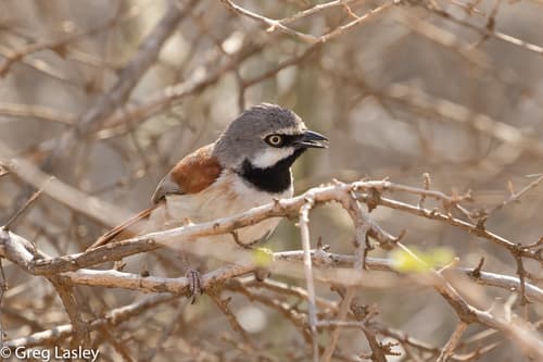 Red-shouldered Vanga