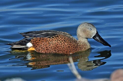 Red Shoveler