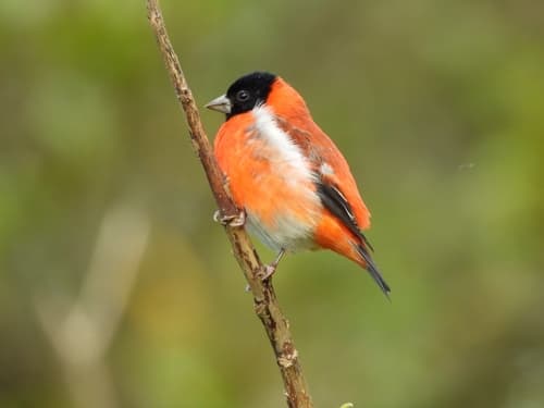 Red Siskin