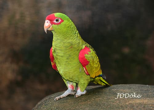 Red-spectacled Amazon