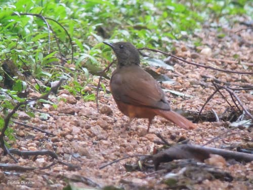 Red-tailed Ant-Thrush