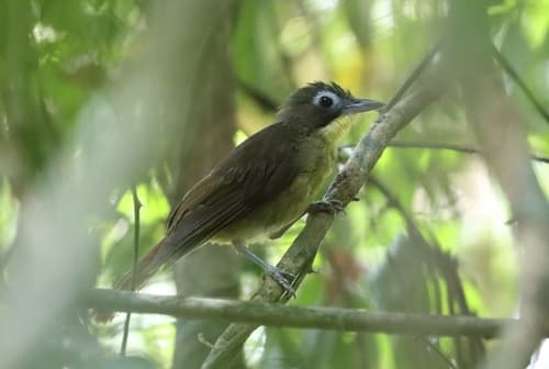 Red-tailed Bristlebill